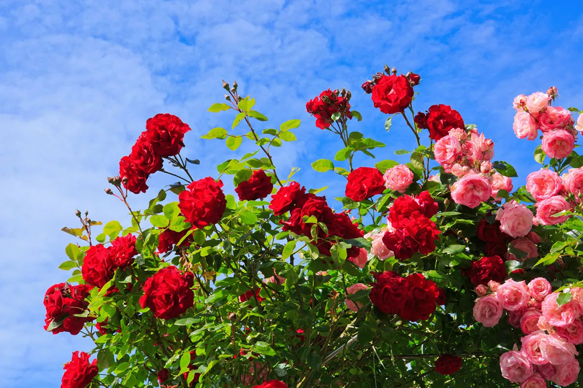 rozen