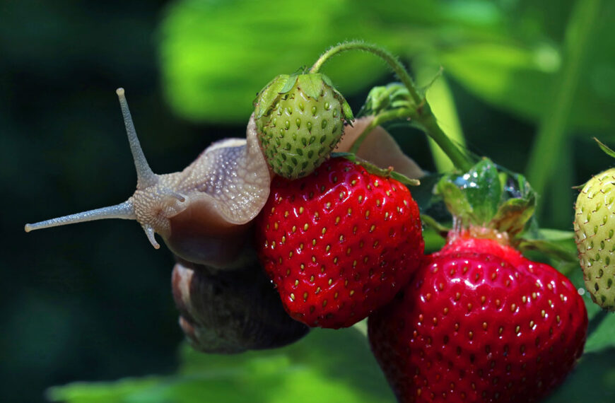 tips om te voorkomen dat slakken je planten opeten