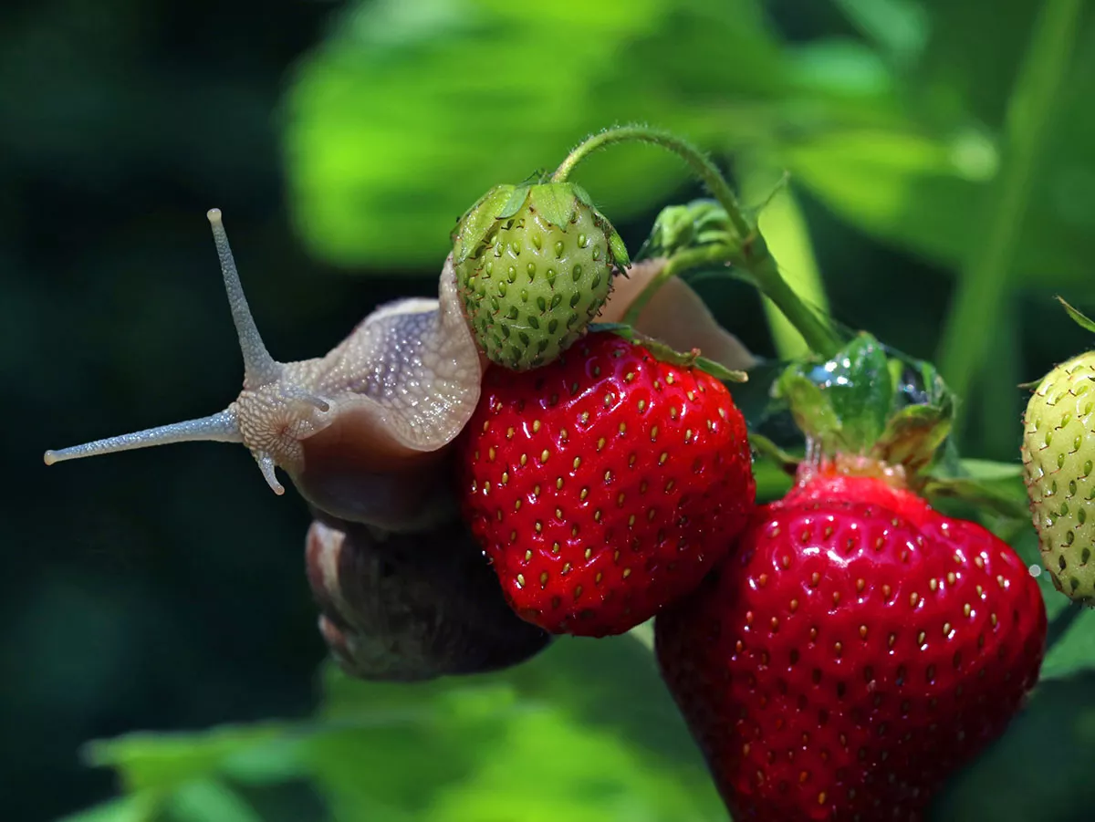 tips om te voorkomen dat slakken je planten opeten
