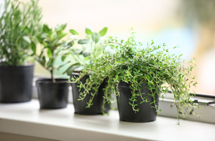 De beste technieken om uw aromatische planten de hele zomer te bewaren