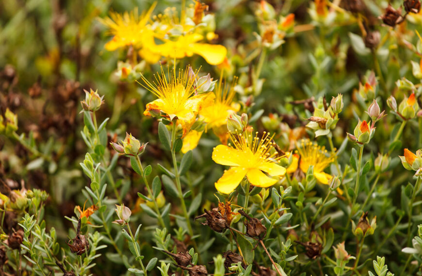 De medicinale planten die je absoluut in je tuin moet hebben