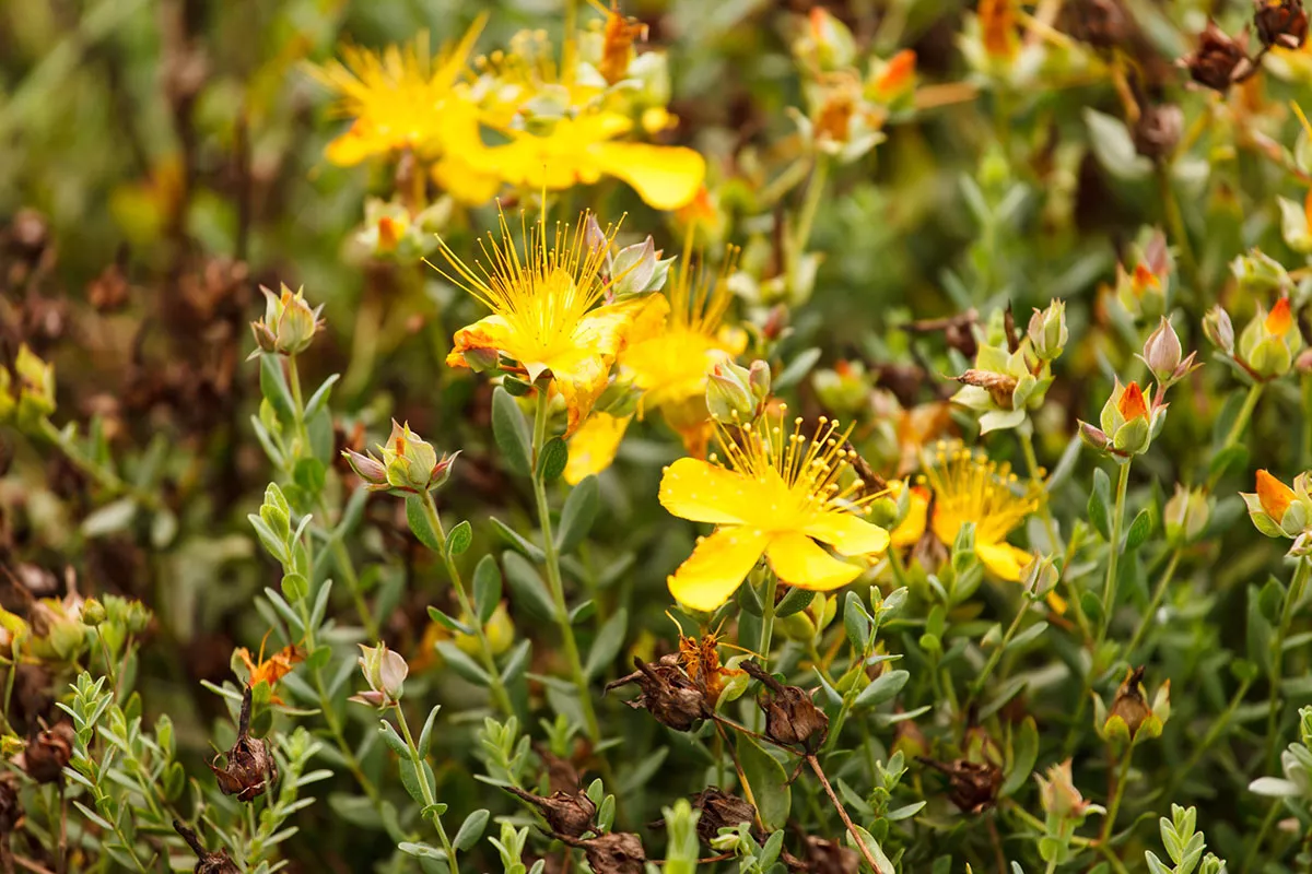 De medicinale planten die je absoluut in je tuin moet hebben