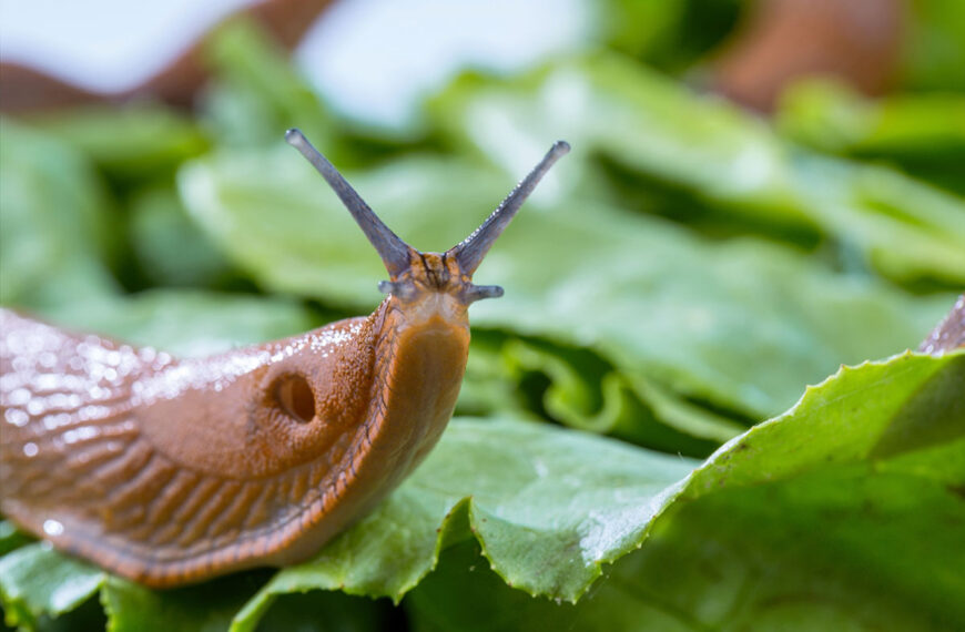 De meest effectieve en natuurlijke tips van een tuinier om slakken en naaktslakken te bestrijden