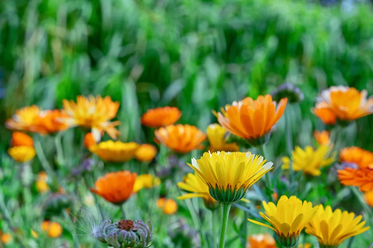 De meest stralende bloemenrassen om in juli te zaaien voor een schitterende zomer