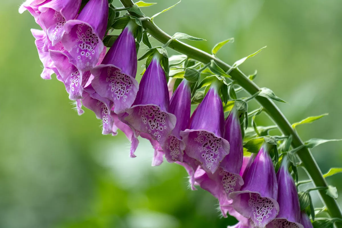 Deze planten die veel Nederlandse mensen in huis hebben en eigenlijk erg giftig zijn