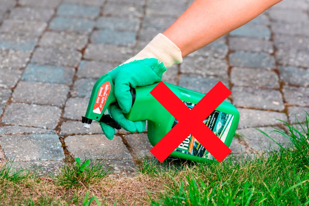 Deze professional onthult zijn 5 zeer effectieve recepten voor natuurlijke onkruidverdelgers