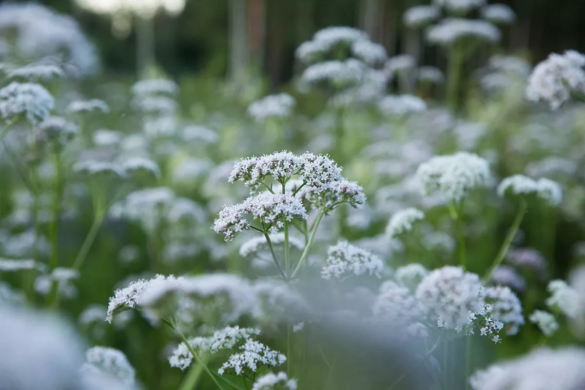 Deze zomerse aromatische plant laat je in minder dan 30 minuten in slaap vallen