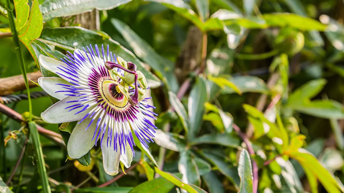 Dit zijn de mooiste klimplanten om je tuin deze zomer op te fleuren.
