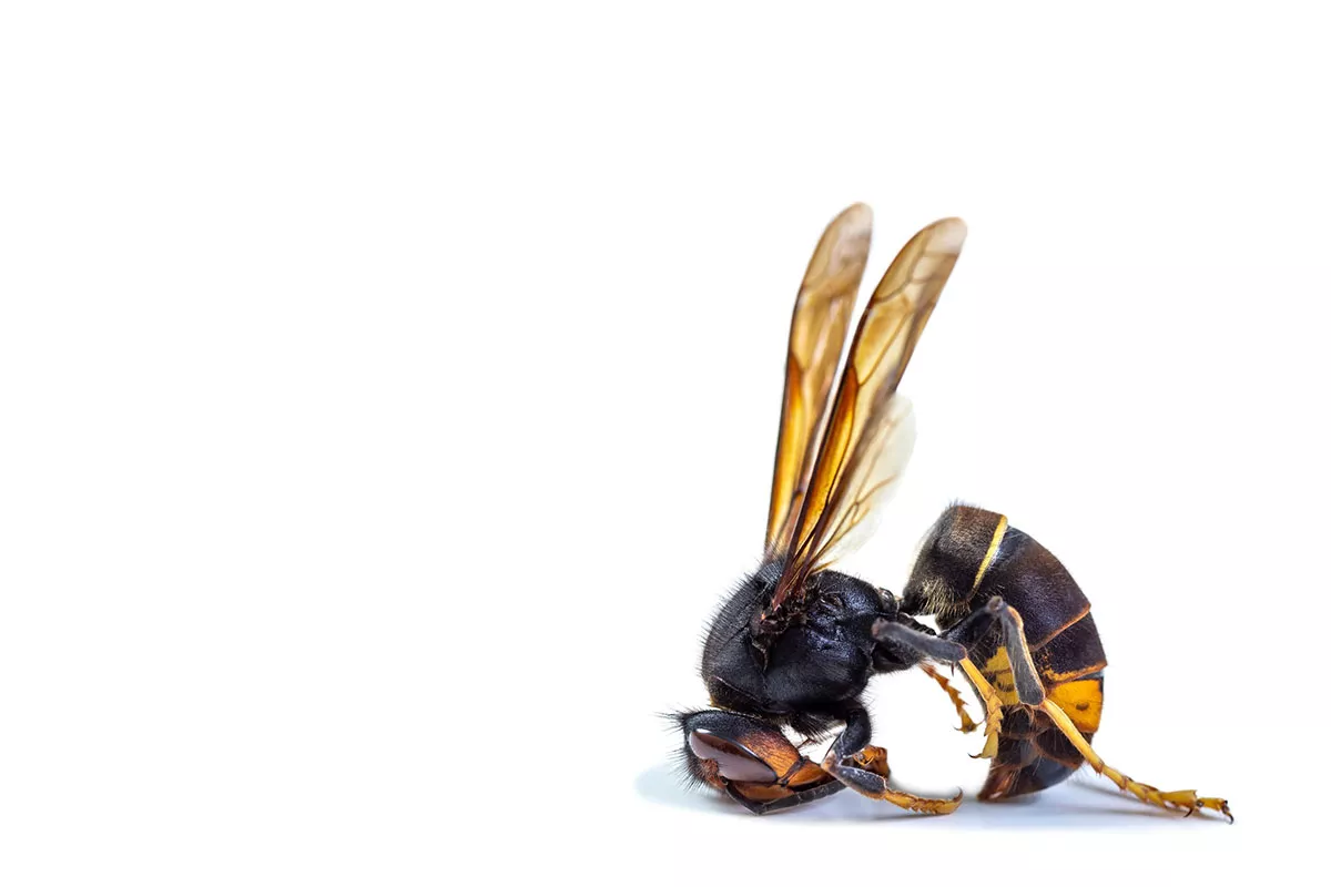 Het onmisbare plantaardige wapen om jouw tuin te beschermen tegen Aziatische hoornaars