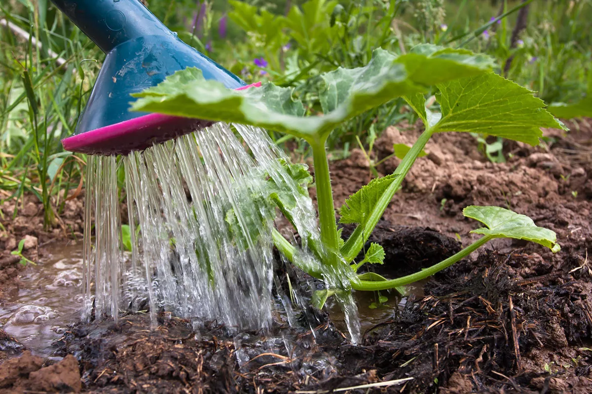 Hier is de ultieme tip om de bewatering van je moestuin te regelen tijdens je vakantie.
