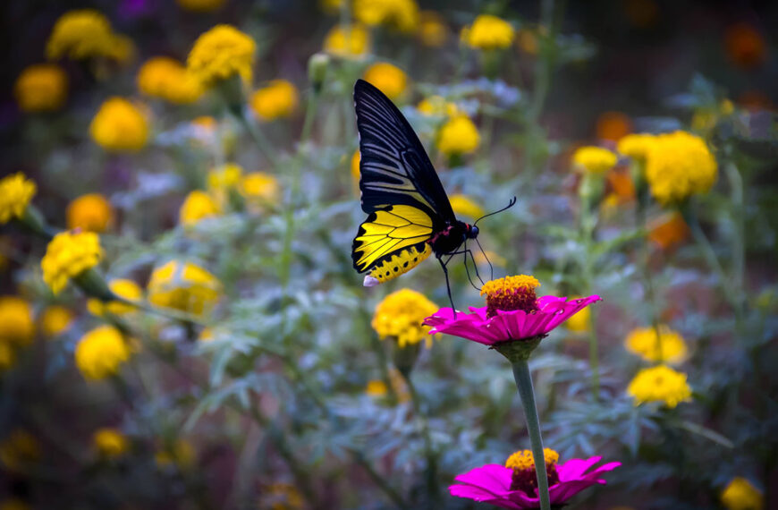 Hier is onze selectie van de mooiste planten om vlinders naar uw tuin te lokken
