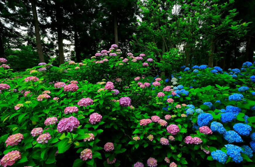 Hier zijn de beste planten om samen met je hortensia's te planten voor een prachtig resultaat