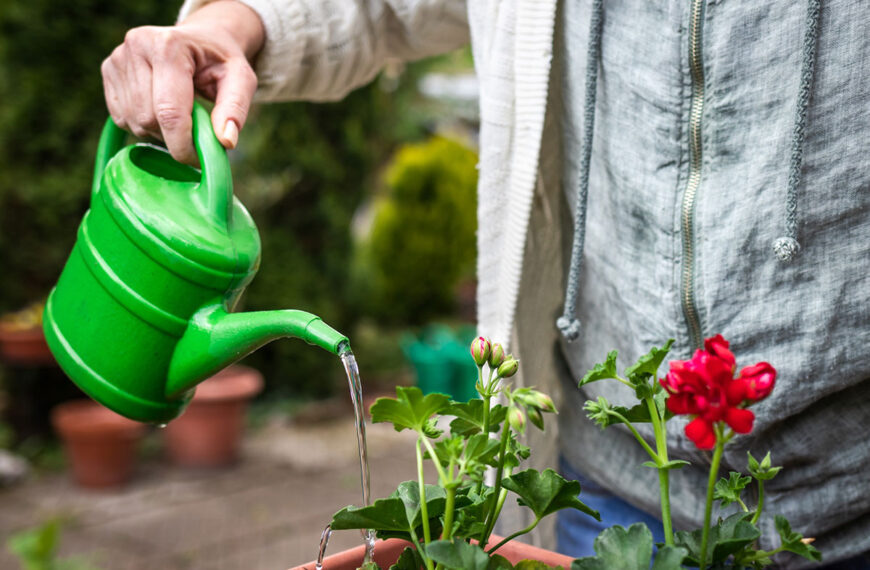 Hier zijn de beste tips voor het besproeien van uw planten tijdens uw vakantie.