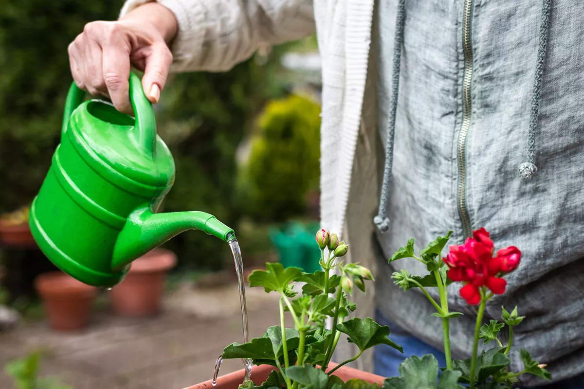 Hier zijn de beste tips voor het besproeien van uw planten tijdens uw vakantie.