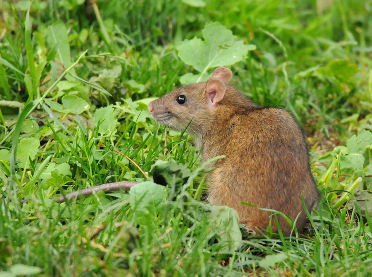 eze planten zullen ratten de hele zomer uit je tuin wegjagen