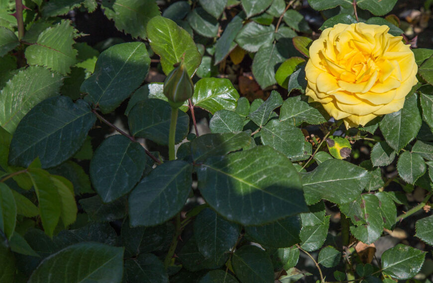 Kan men rozen in de schaduw laten groeien