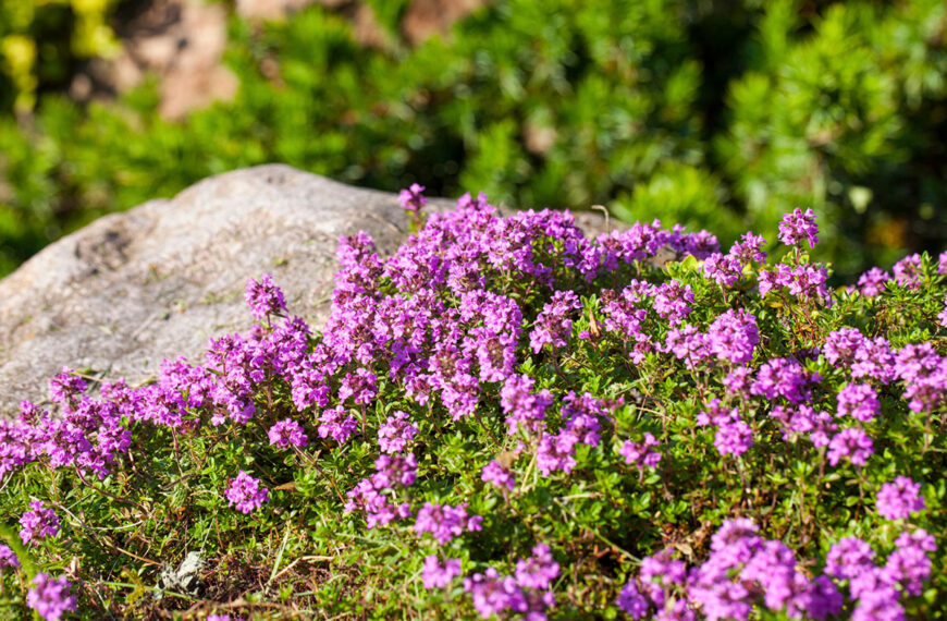 Kweek deze prachtige bloem op steen voor een rustieke en onderhoudsvriendelijke tuin.