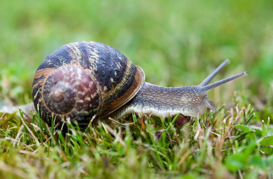 Naast dat het gratis is, is dit natuurlijke recept het meest effectief tegen slak en naaktslak