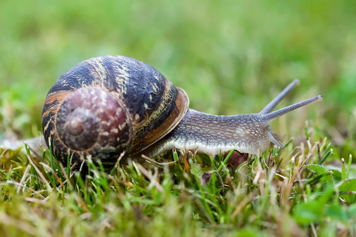 Naast dat het gratis is, is dit natuurlijke recept het meest effectief tegen slak en naaktslak