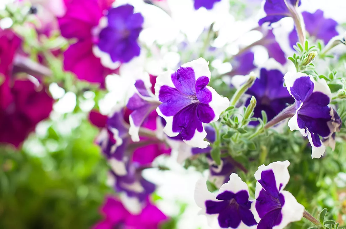 Onze selectie van de 6 mooiste hangplanten voor buiten