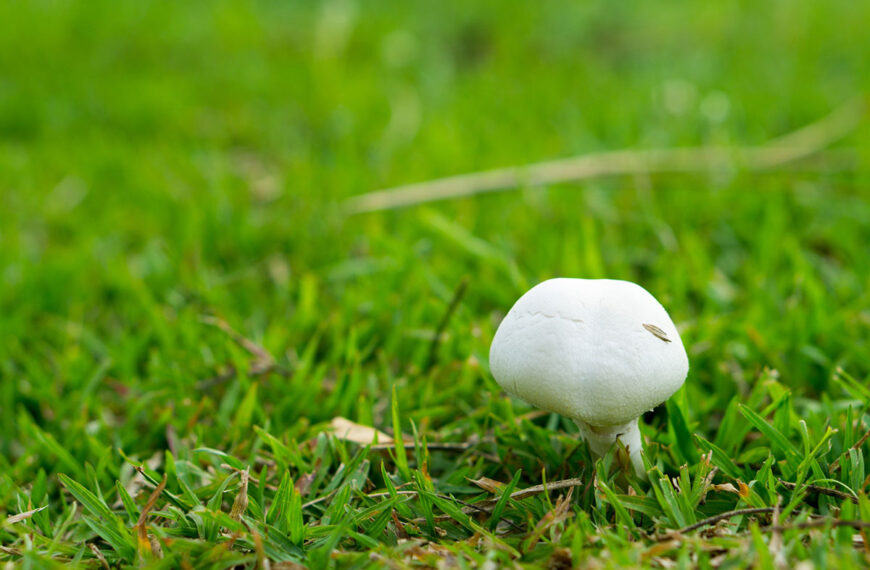 Paddenstoel in mijn gazon