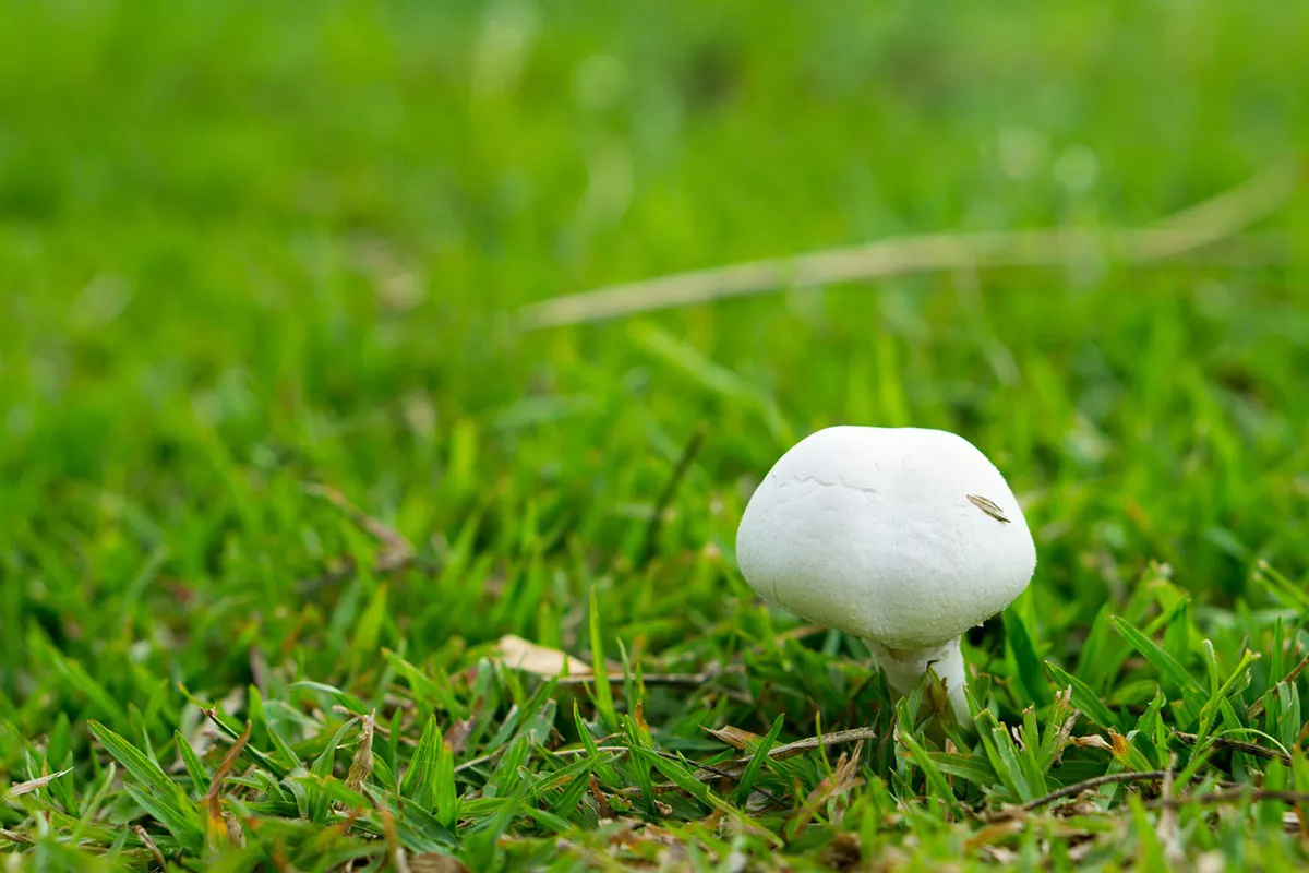 Paddenstoel in mijn gazon