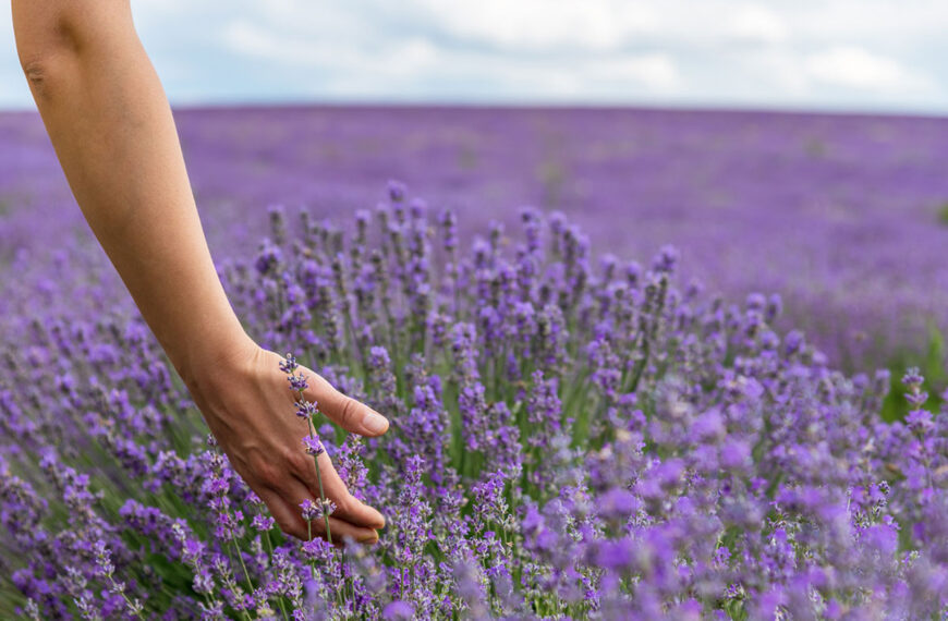 Tegen alcoholisme en verslavingen, deze therapeutische tuin verricht wonderen