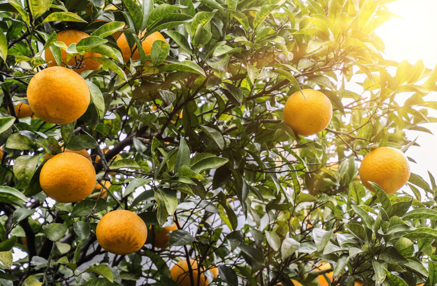U hebt nog tijd om deze zomer deze vruchten en groenten te planten