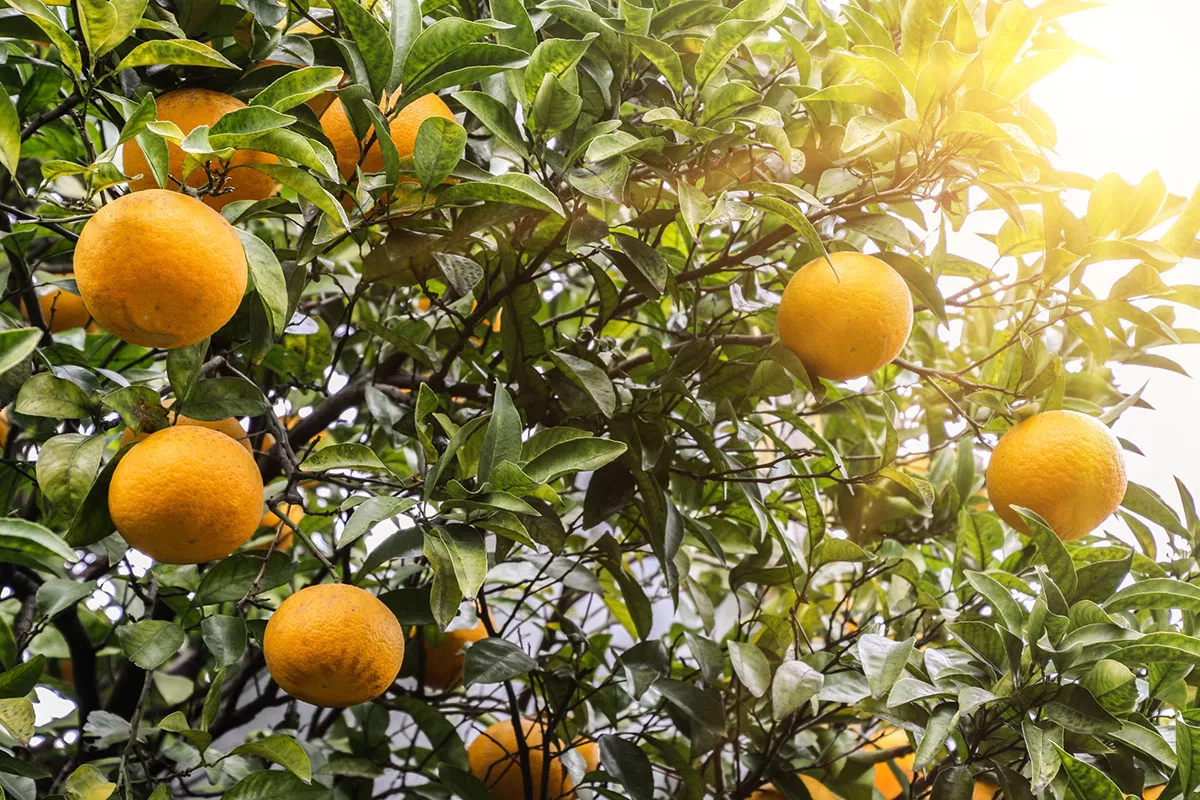 U hebt nog tijd om deze zomer deze vruchten en groenten te planten