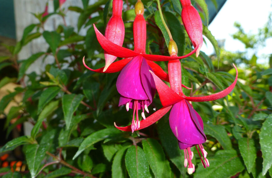 Vermenigvuldig uw fuchsia's