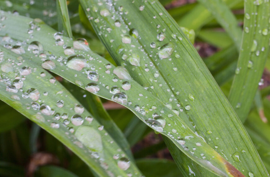 Zure regen in Nederland