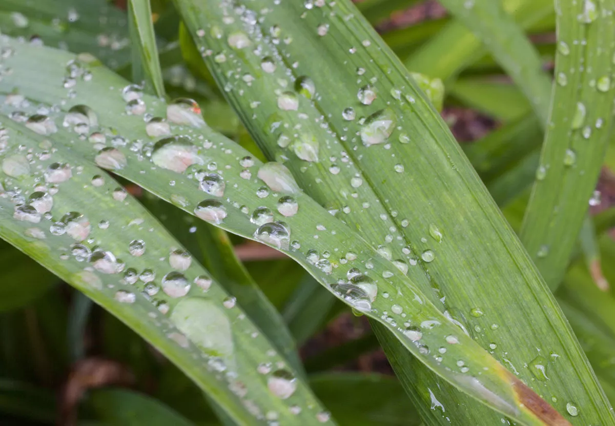 Zure regen in Nederland