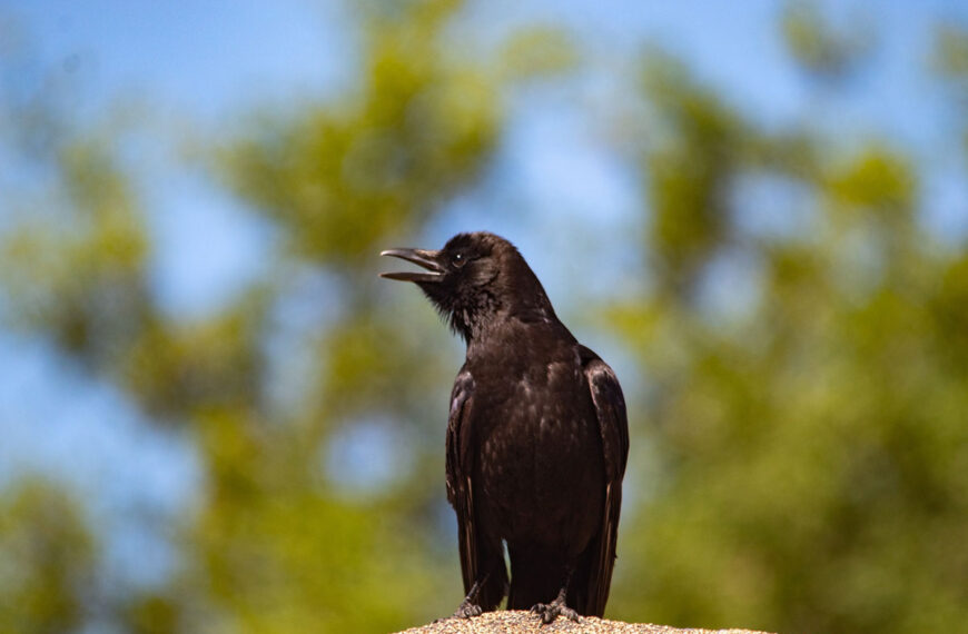 raaf vogel goed geheugen