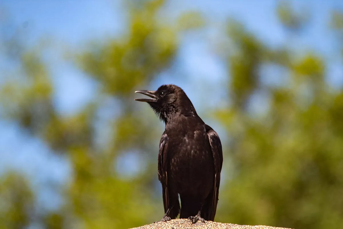raaf vogel goed geheugen