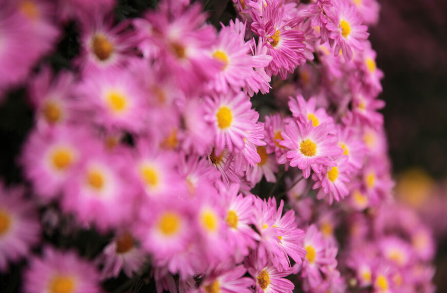 Chrysanten