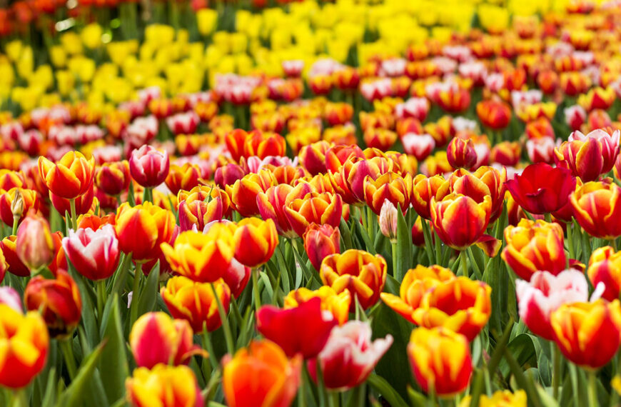 De ongelooflijke truc van deze moeder voor stralende tulpen elk jaar