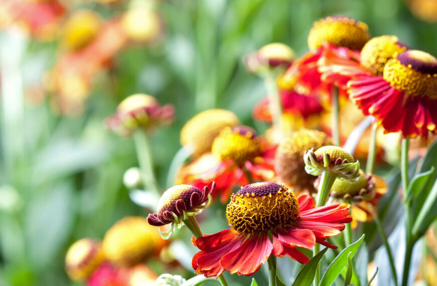 Deze opvallende plant is de ster van de herfst in de tuinen