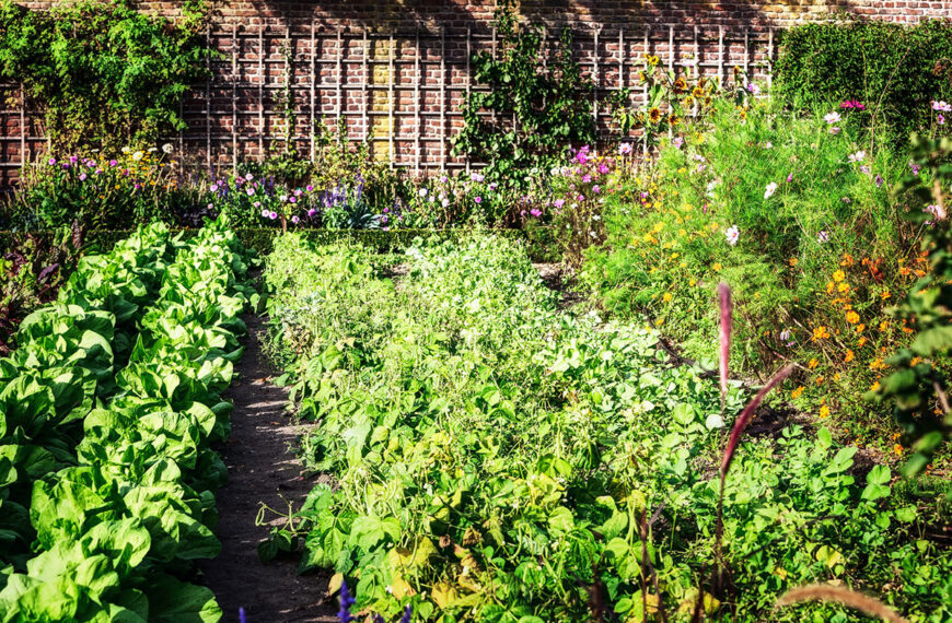 Het tot ontploffing brengen van de groei van zijn moestuin