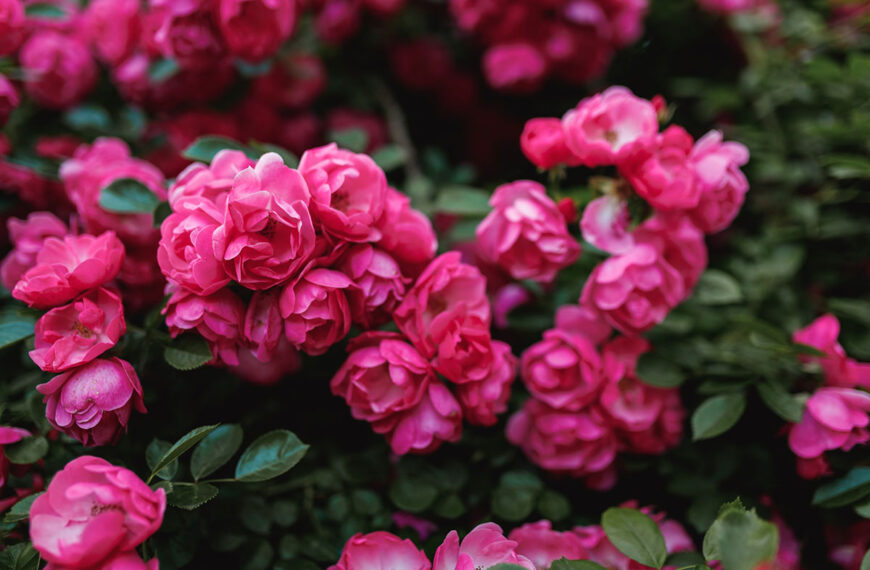 Negeer de klassieke adviezen vermijd het snoeien van je rozen in september (tenzij je deze specifieke soort hebt).