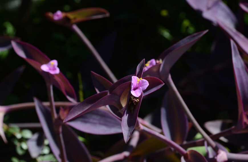 deze bloem brengt geen ongeluk en is perfect voor je tuin