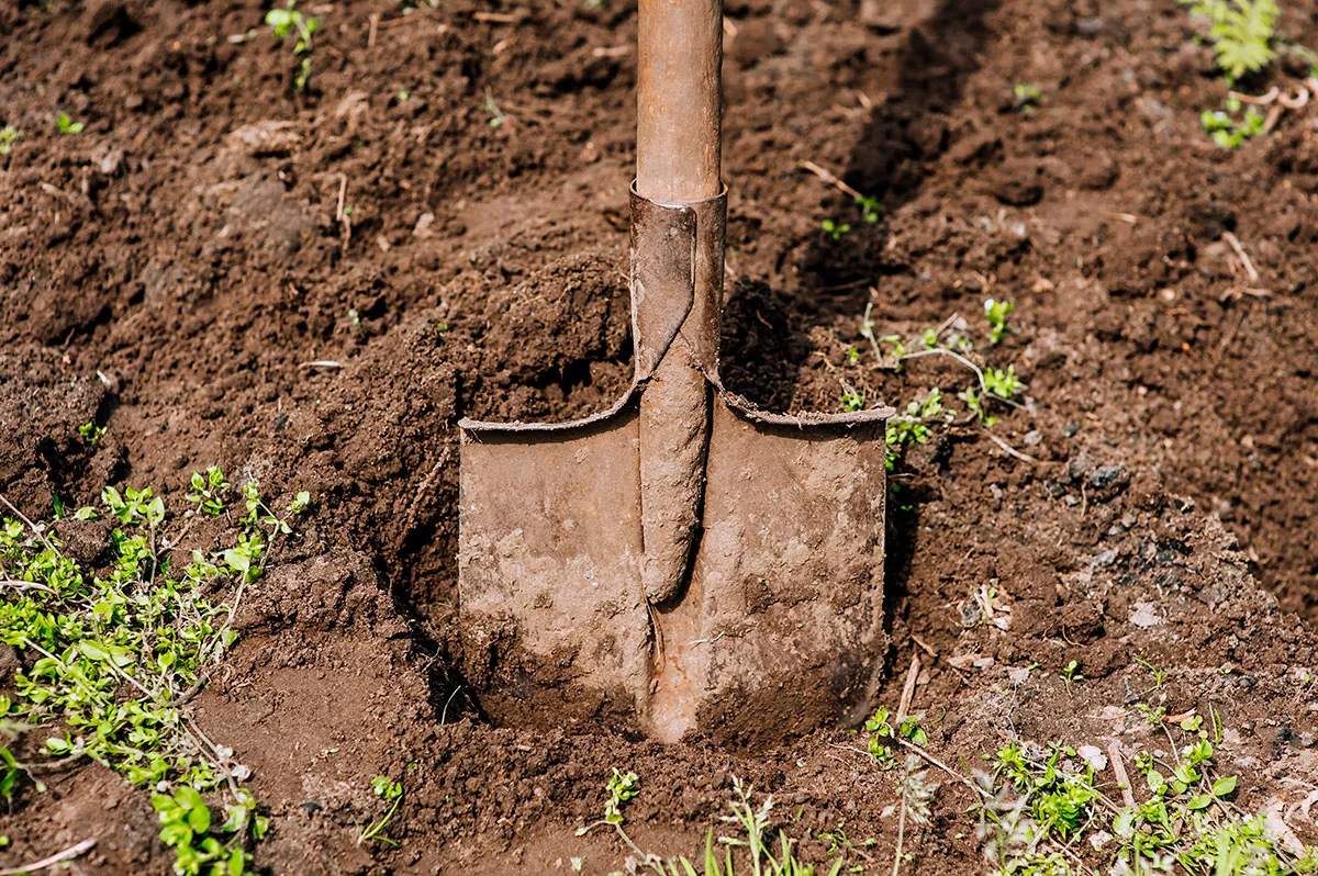 Hij vindt een eeuwenoude verzameling in zijn tuin en maakt er een klein fortuin van