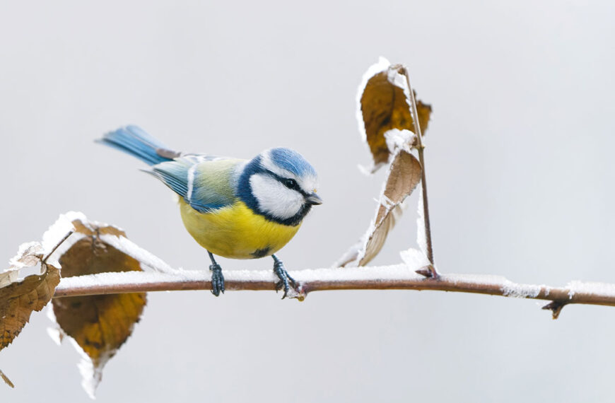 Nestkasten, voedsel...: trek vogels aan om je tuin te beschermen