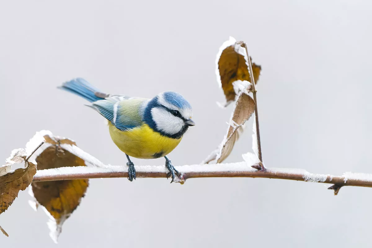Nestkasten, voedsel...: trek vogels aan om je tuin te beschermen