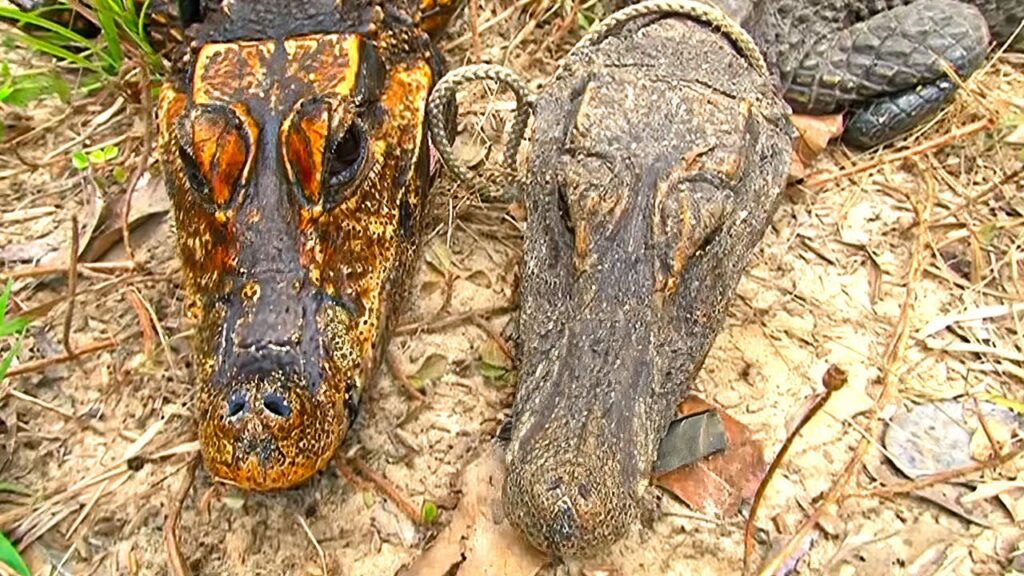 Ontdekte oranje huidkrokodillen in Gabon getuigen van een unieke mutatie