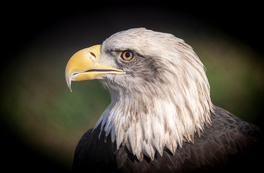 Waarom zijn de oren van vogels onzichtbaar en waar verbergen ze zich
