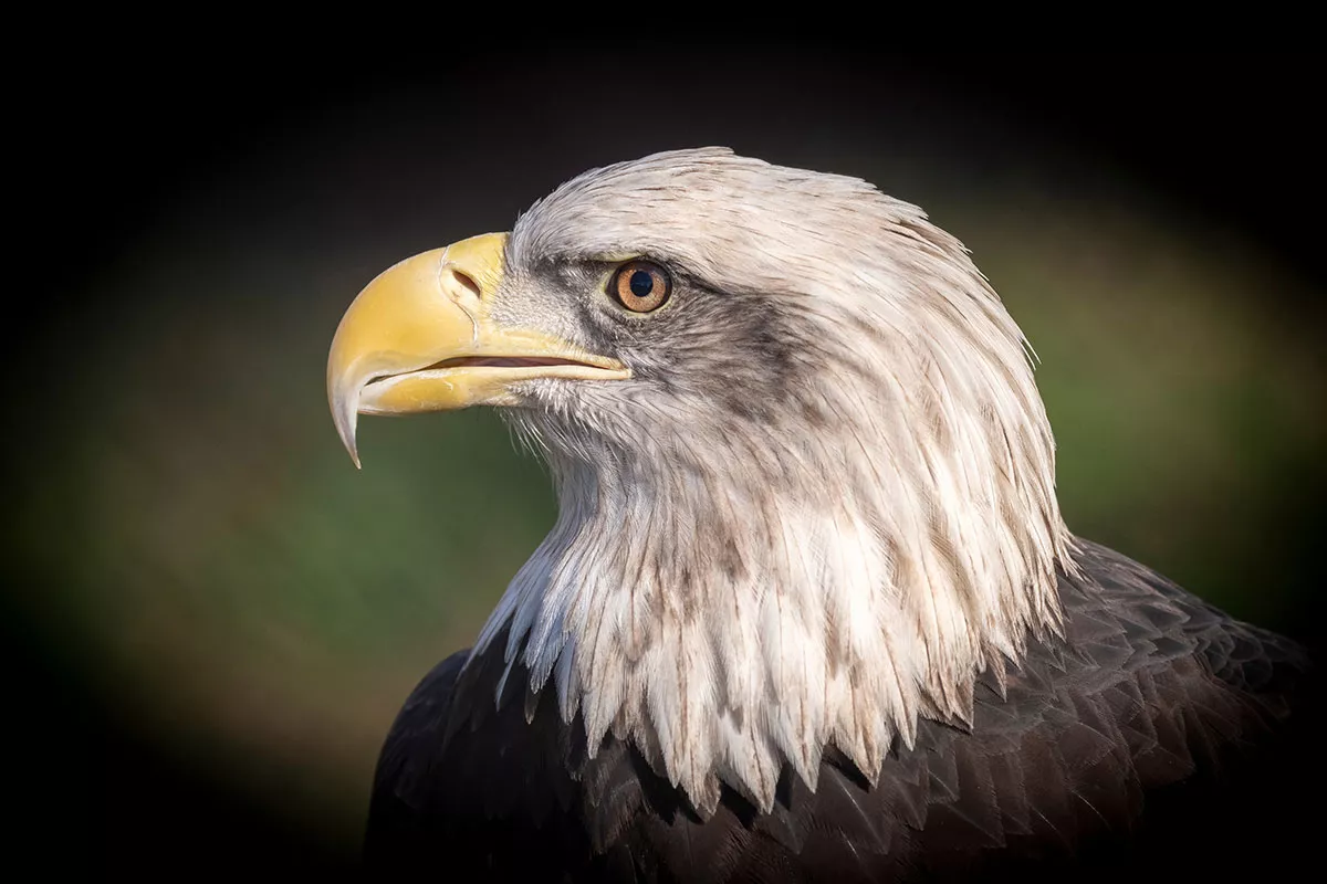 Waarom zijn de oren van vogels onzichtbaar en waar verbergen ze zich