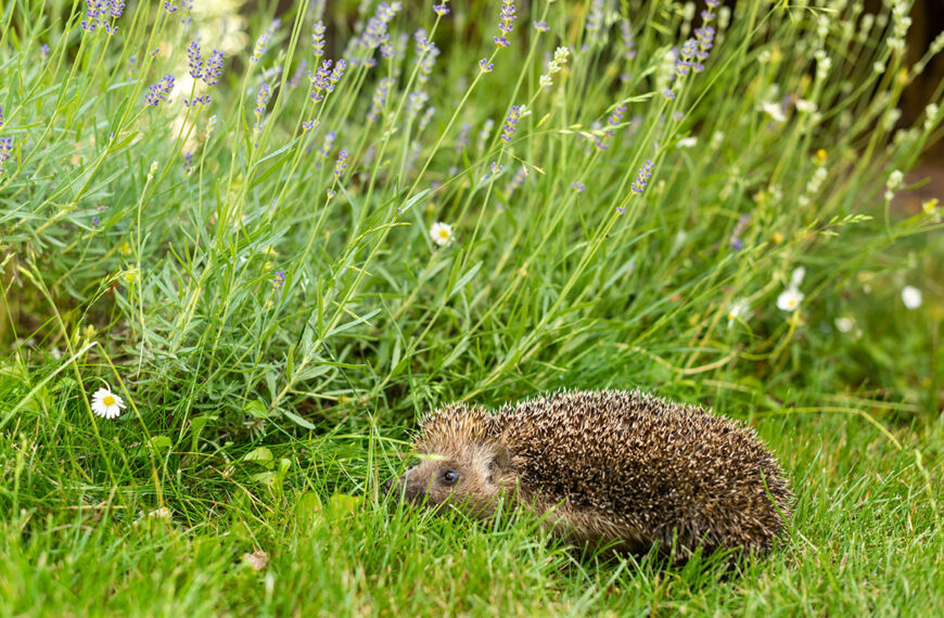 Een egel in uw tuin kondigt een verrassende gebeurtenis aan, ontdek waar het over gaat
