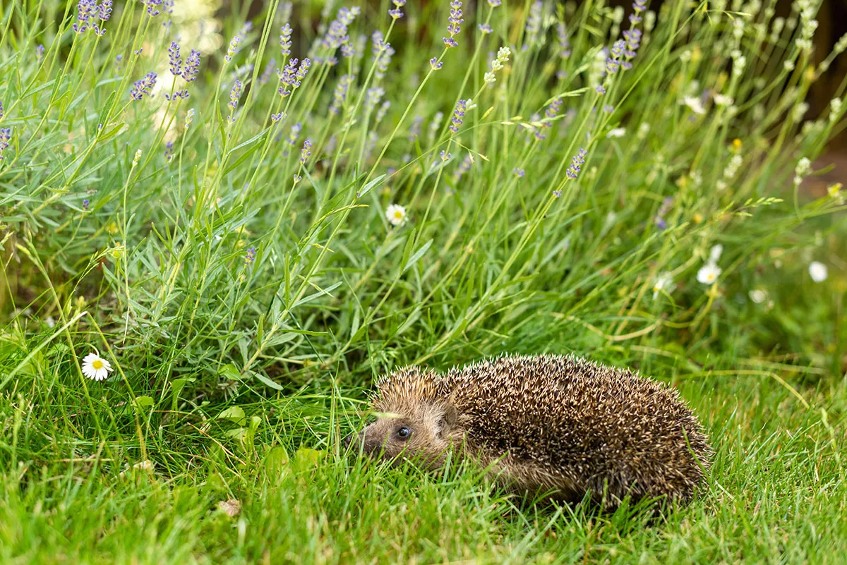 Een egel in uw tuin kondigt een verrassende gebeurtenis aan, ontdek waar het over gaat