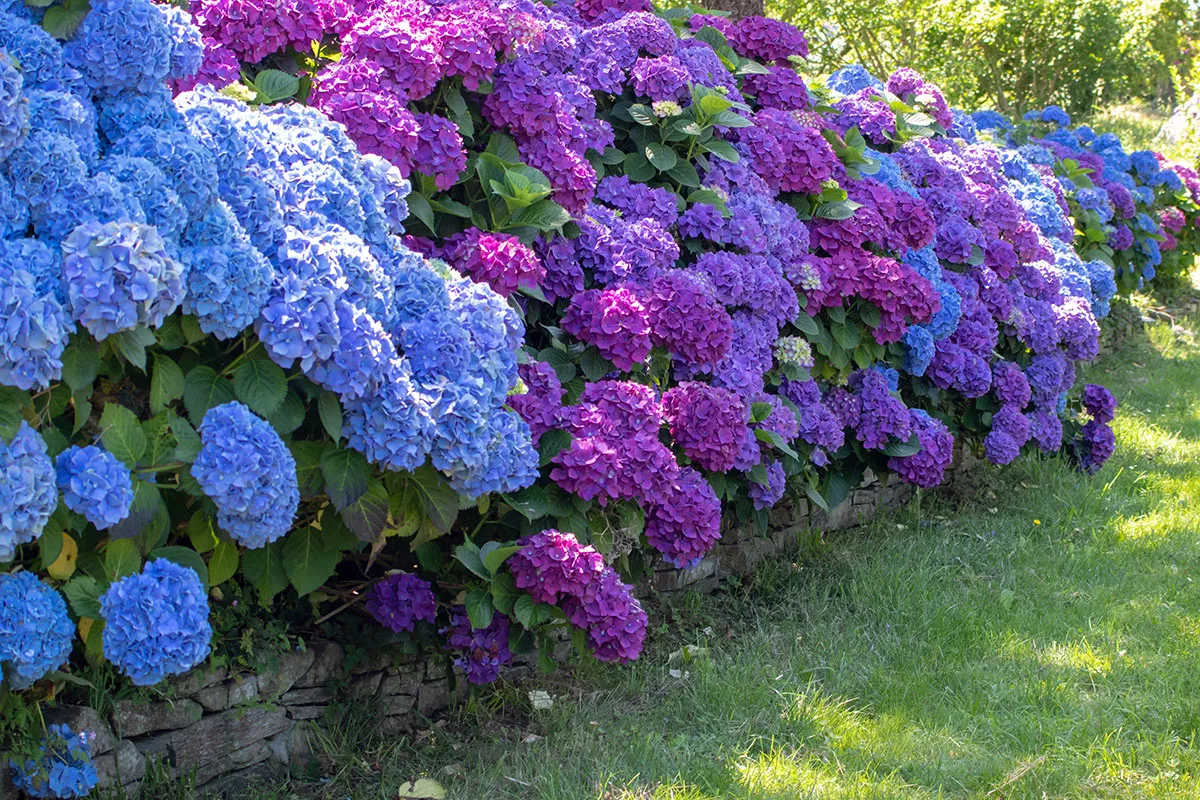 Het is het ideale moment om je hortensia's te snoeien