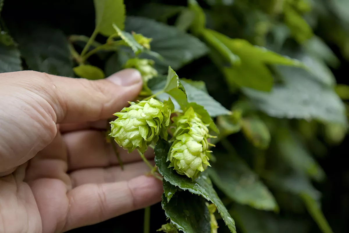 Houblon in de tuin